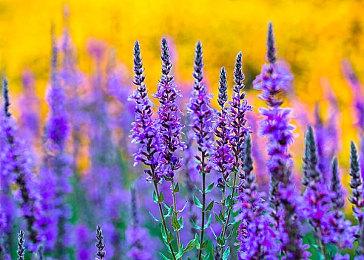 做这条街最靓的售货机 全新桌面放置休闲游戏现已发售！